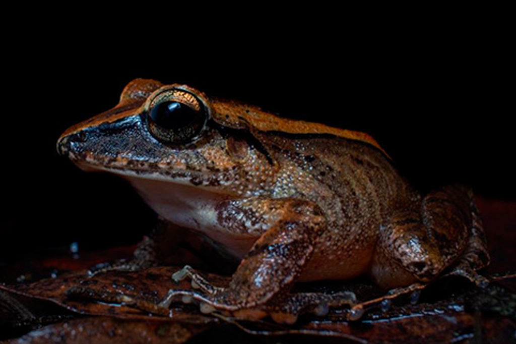 Este sapinho tem um grito ultrassônico para afastar predadores