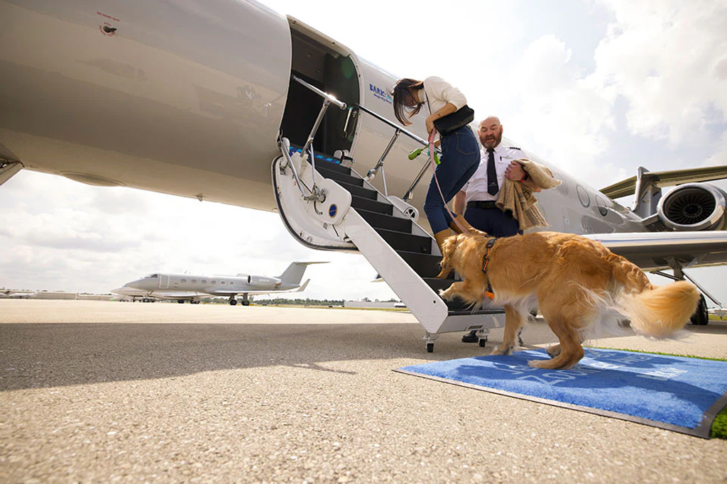 Uma mulher segurando um cão por uma coleira, subindo as escadas de um avião. Há um homem parado na escada.