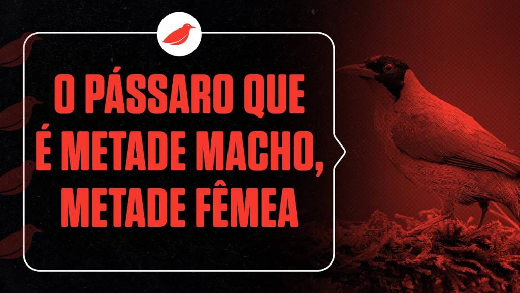 O pássaro que é metade macho, metade fêmea