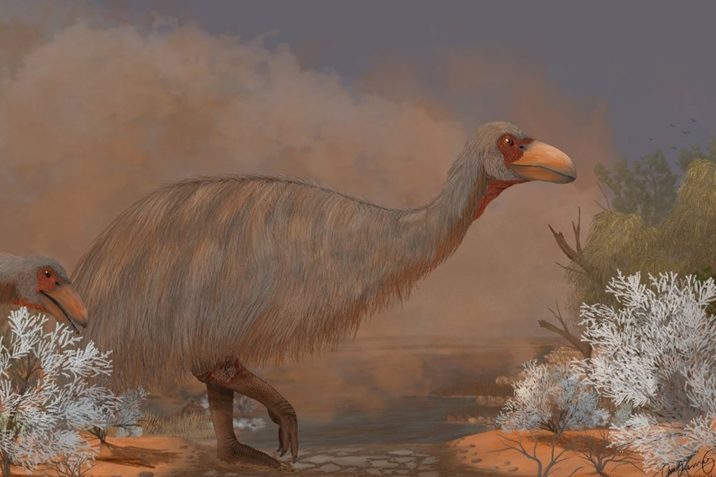 Ave antiga de 3 metros e 600 quilos foi maior ganso que já existiu