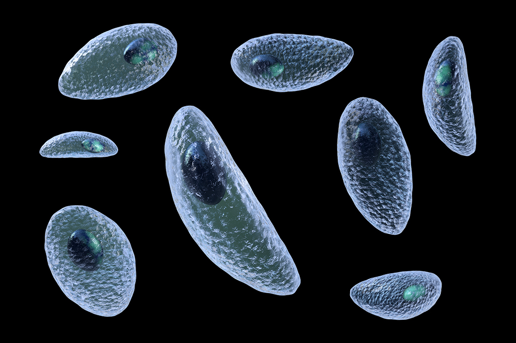 Toxoplasma gondii