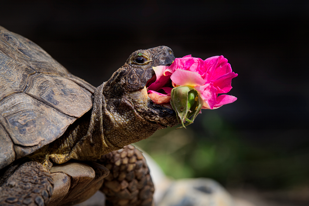 tartaruga com uma flor em sua boca.