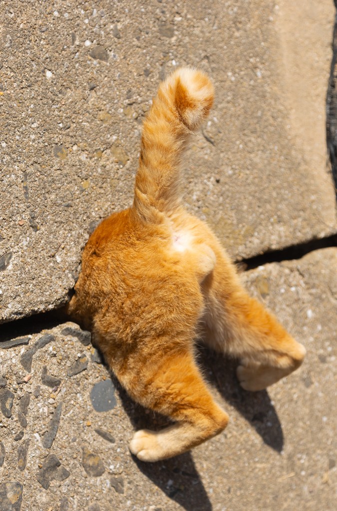 Um gato atravessando dois tijolos.