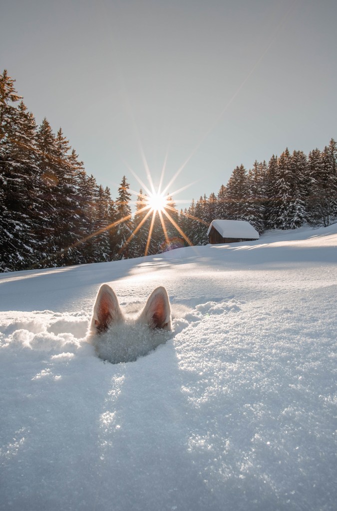 Um cachorro mergulhado debaixo da neve.