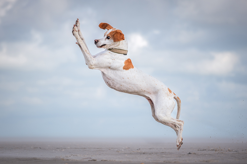 Um cachorro saltando no ar.