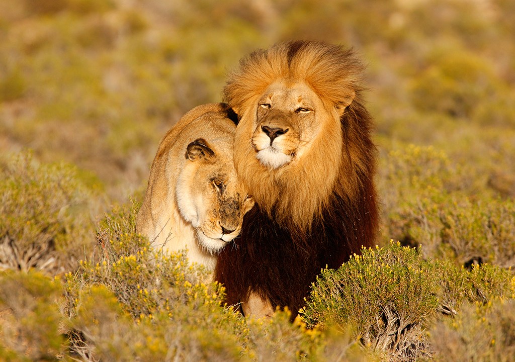 Uma leoa e um leão com cabeças encostadas um no outro no meio de um campo.