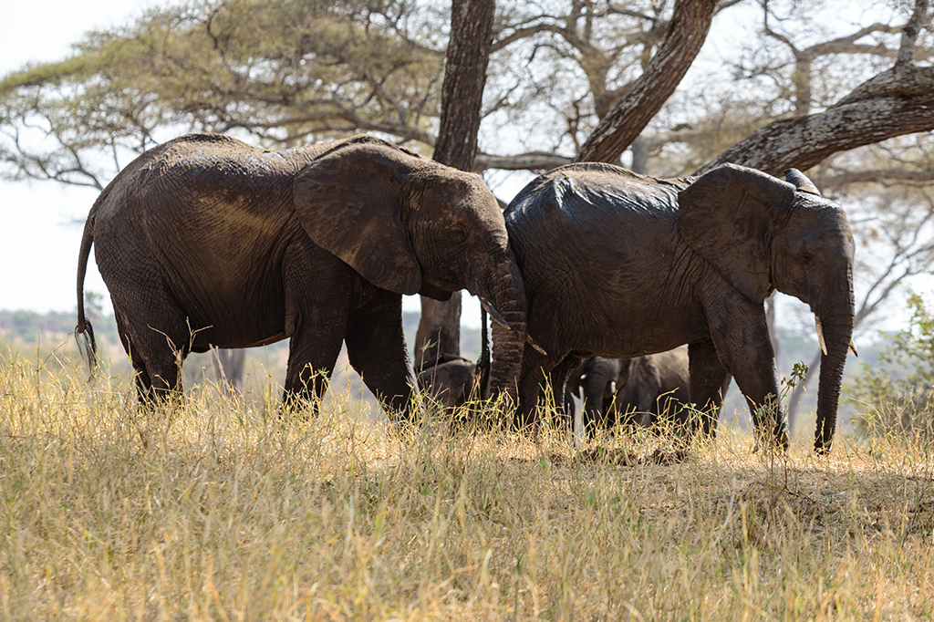 Dois elefantes andando lado a lado em meio a uma Savana.