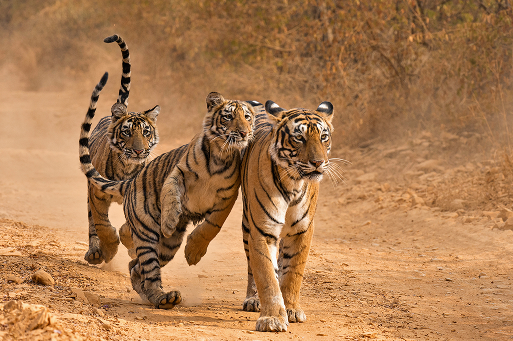 Três tigres correndo em paisagem terrosa.