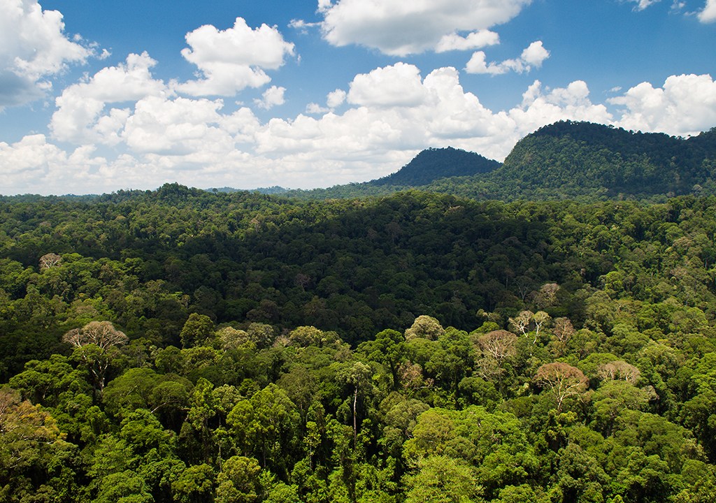 Uma floresta vista por cima com céu azulado com nuvens ao fundo.