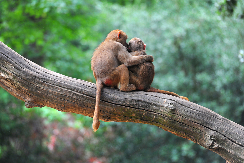 Visão traseira de dois macacos em cima de um tronco de árvore se abraçando.