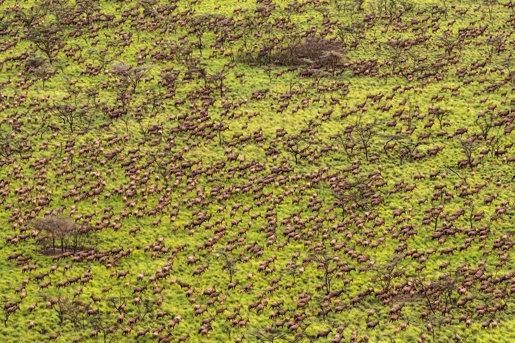 Estudo revela a maior migração anual de mamíferos terrestres