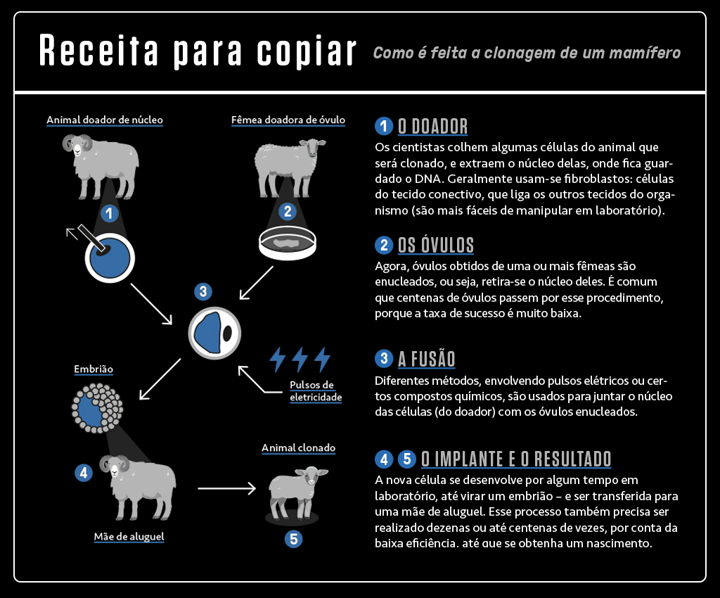 Infográfico sobre como é feita a clonagem de um mamífero, com esquema ilustrado com ícones e quatro blocos de textos.