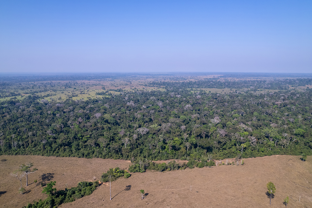 Um quarto da vegetação nativa do Brasil pode estar degradada