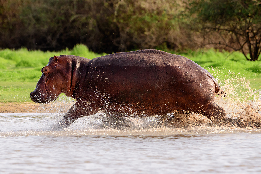 Hipopótamos ficam suspensos no ar quando correm