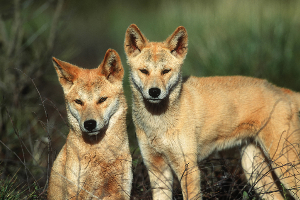 Dois dingos, lado a lado.