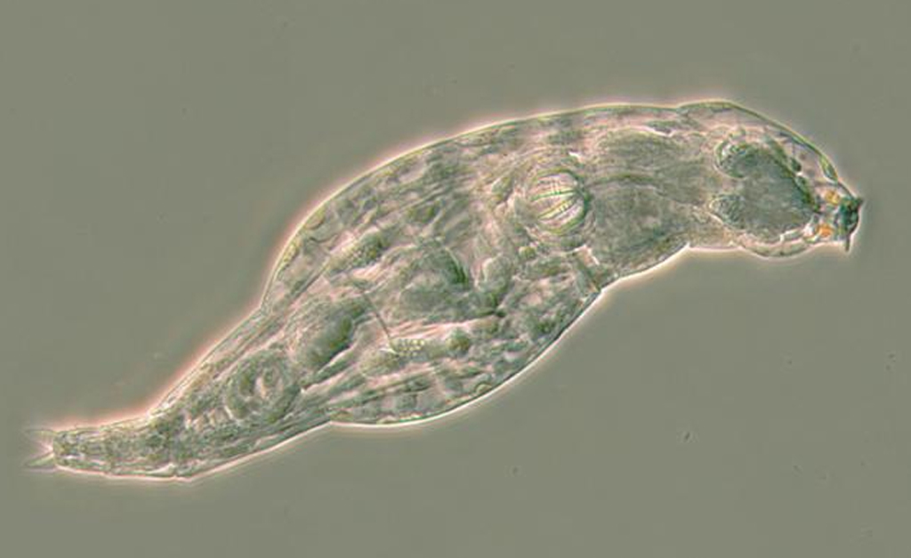 Animal visto em microscópio.
