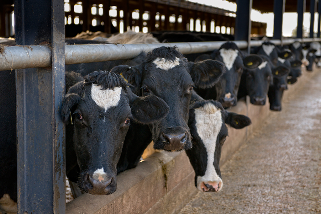 H5N1: gripe aviária está sendo transmitida entre mamíferos, confirma estudo