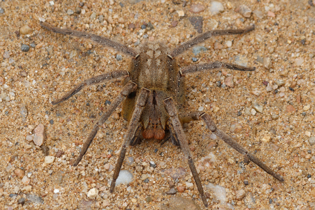 Brasil tem 3 das 4 aranhas mais perigosas do mundo; veja lista