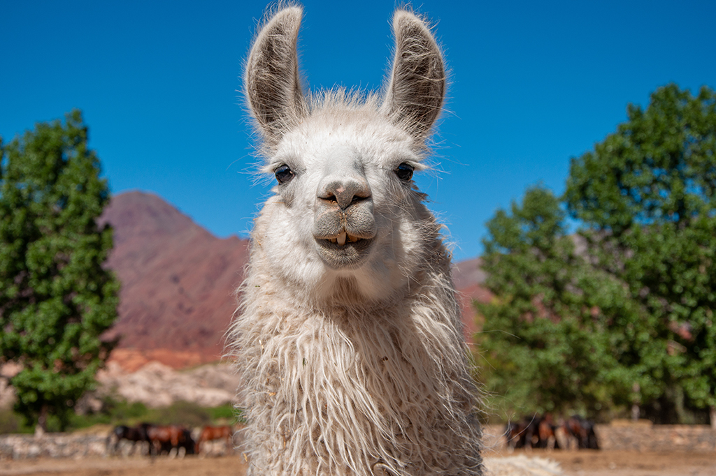 A tecnologia anti-HIV que envolve a fusão de anticorpos humanos e de lhamas