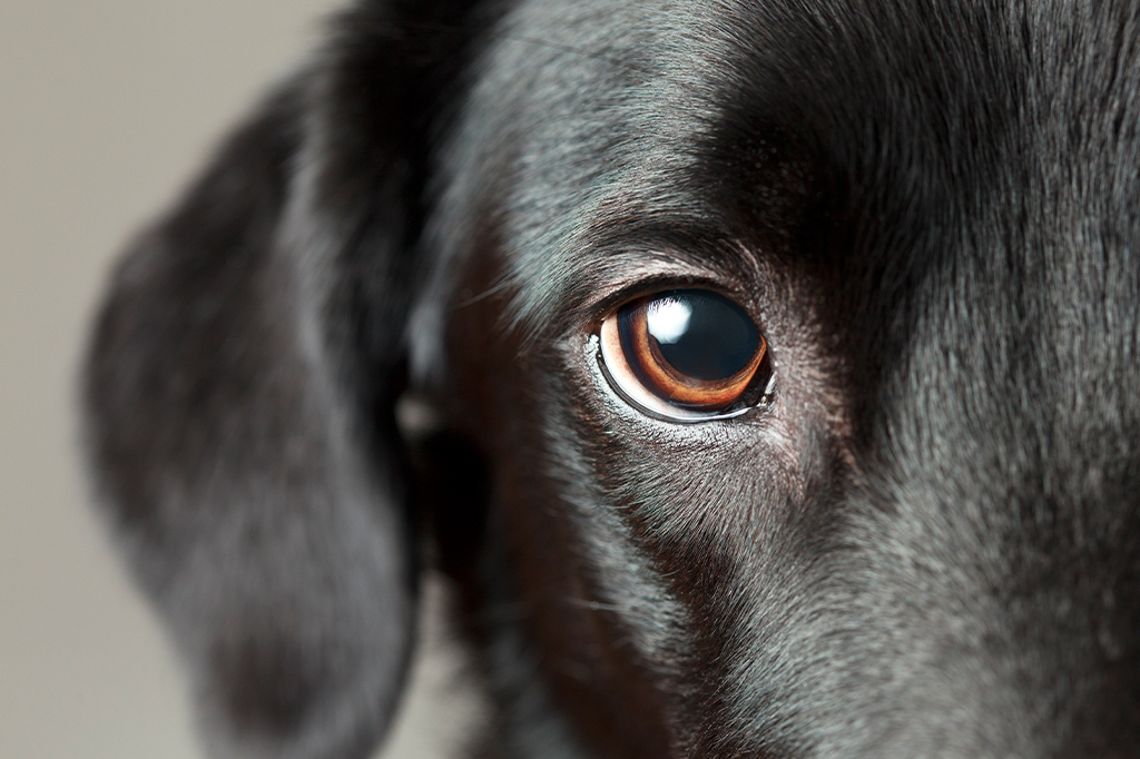 Close em um dos olhos de um cachorrinho preto.