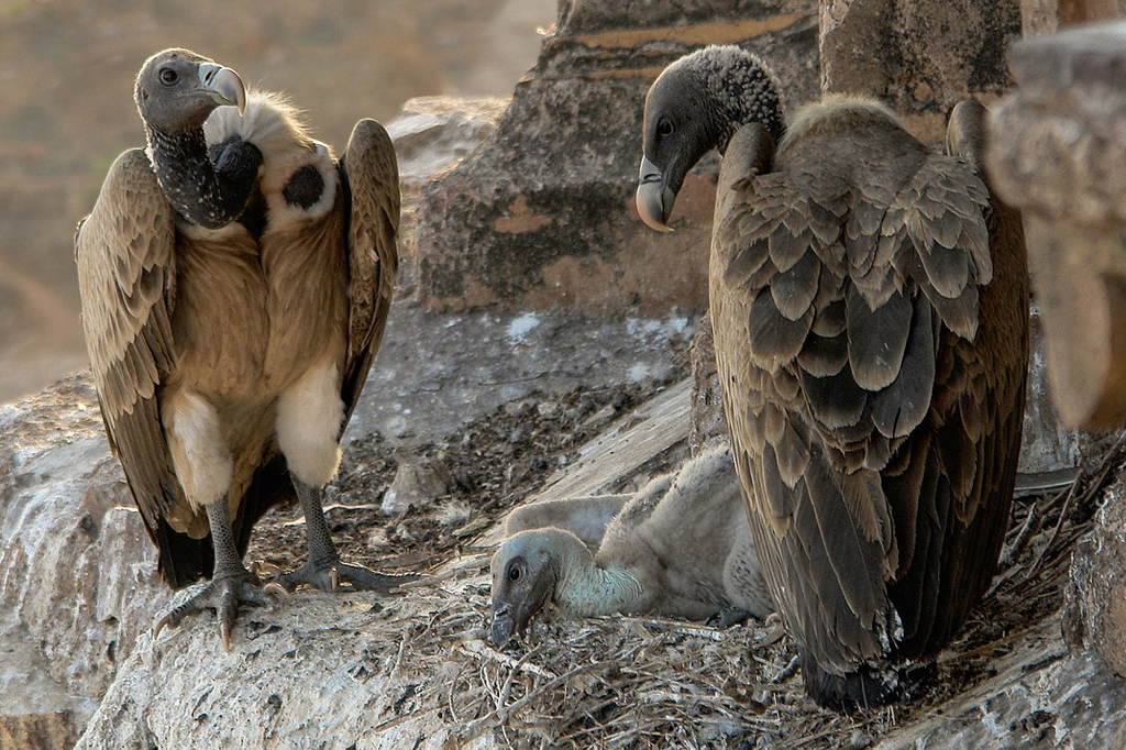 O anti-inflamatório que bagunçou um ecossistema e matou meio milhão de indianos