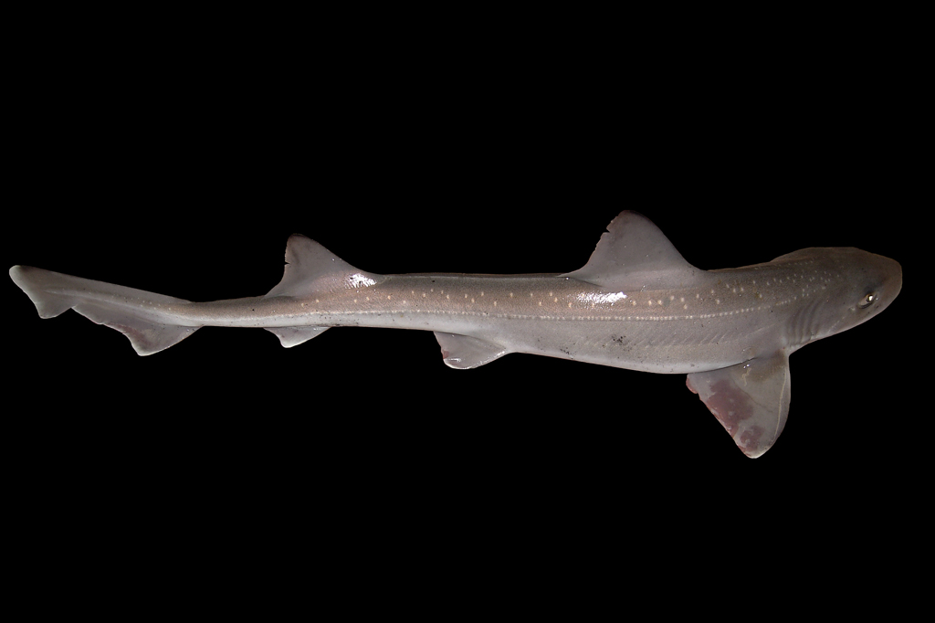 Isoladas de machos há 14 anos, fêmeas de cação-liso começam a se reproduzir sozinhas