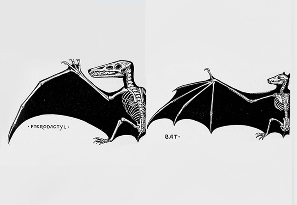 Cientistas descobrem resposta para mistério de como pterossauros voavam