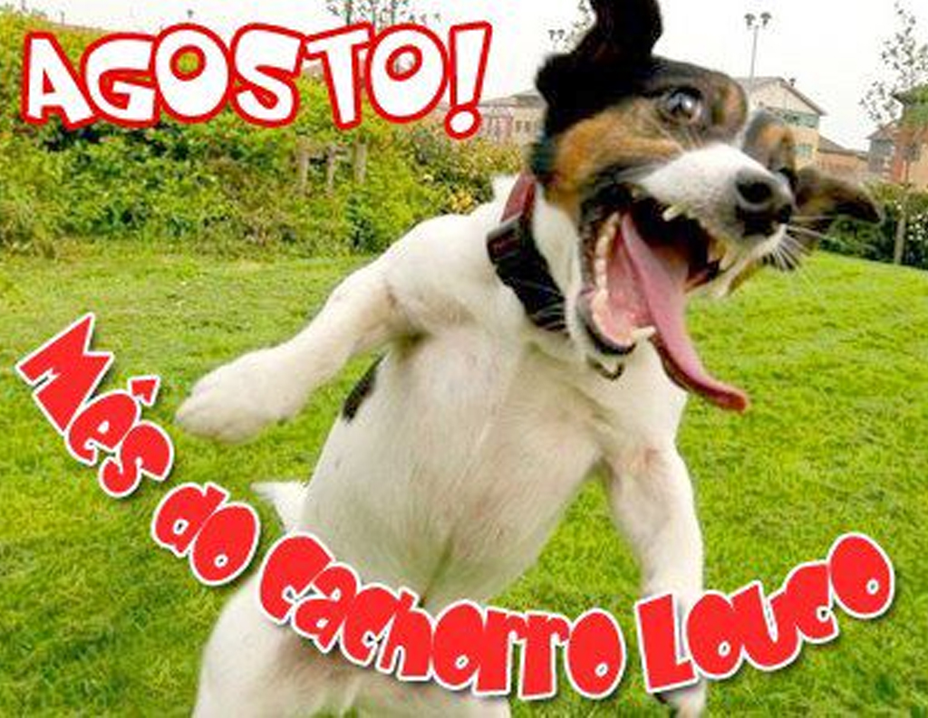 Um cachorro saltitando.