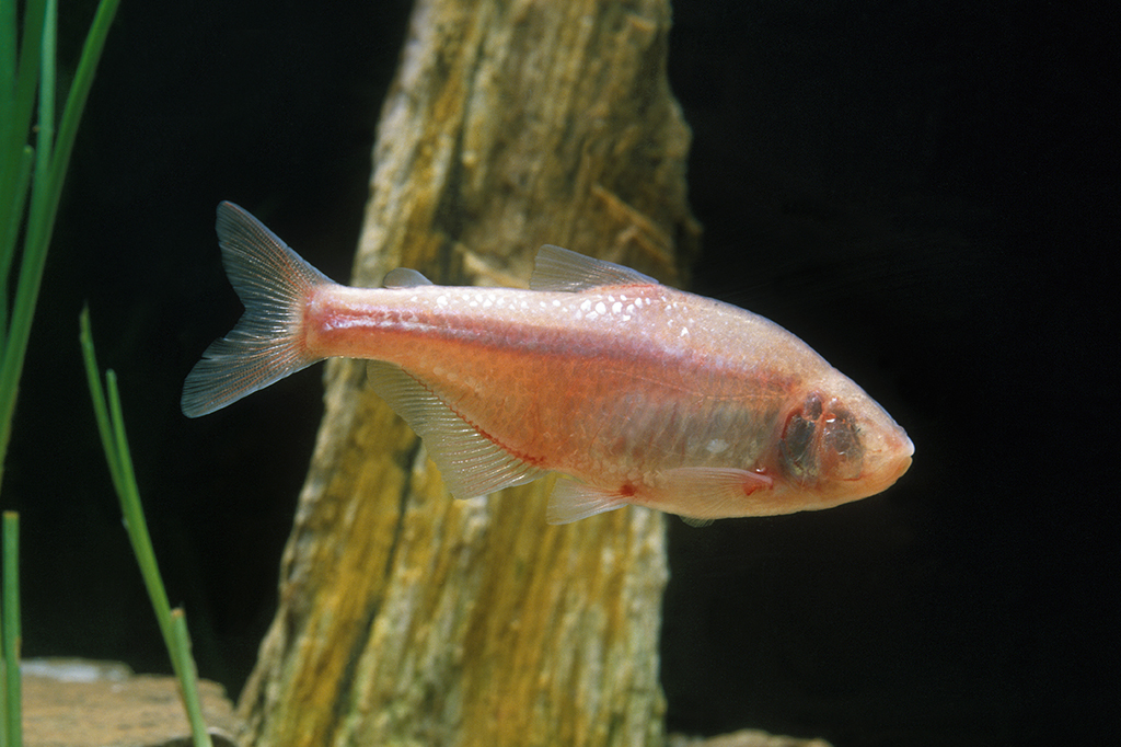 Peixes de caverna cegos têm várias papilas gustativas espalhadas pela cabeça