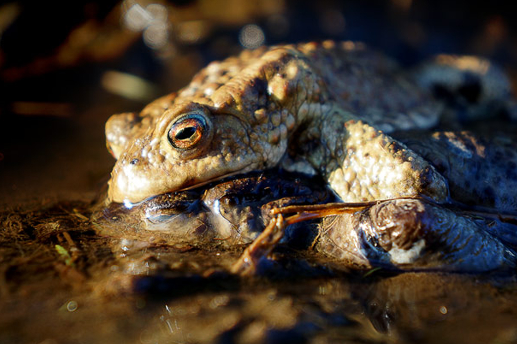 O curioso caso dos sapos explosivos na Alemanha