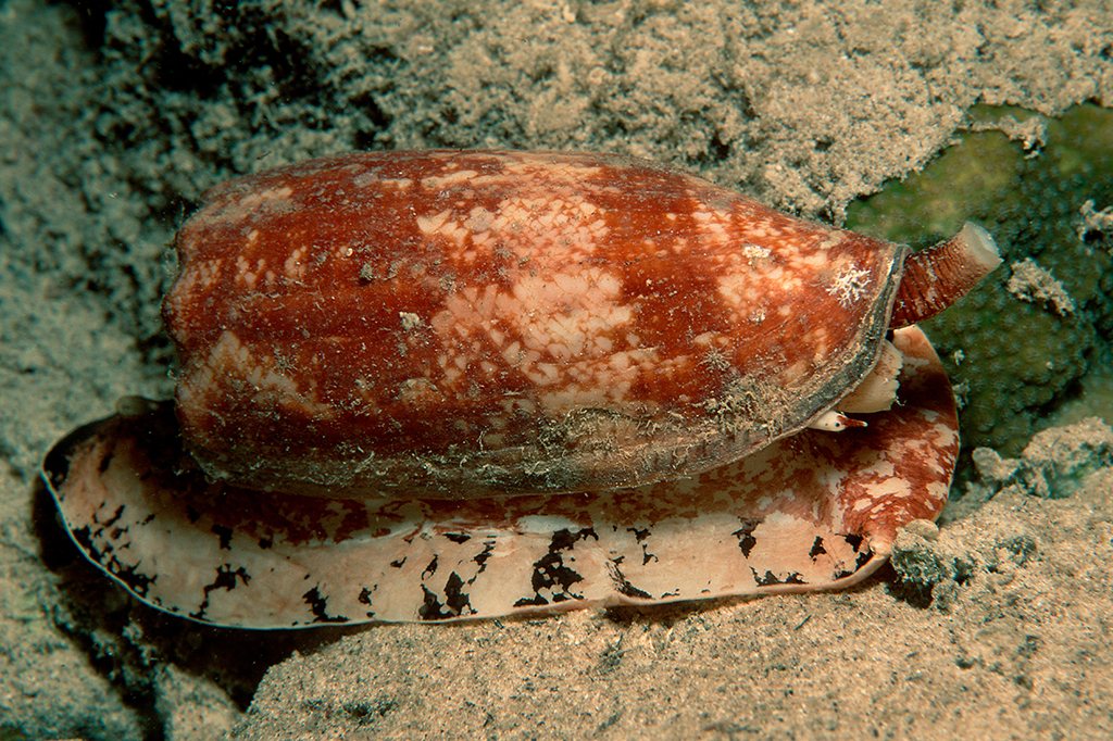 Toxina do caracol mais letal do mundo pode ajudar a tratar diabetes