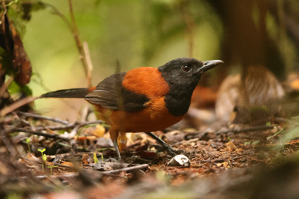 Um p&aacute;ssaro de cor laranja e preta em meio a galhos, no ch&atilde;o.