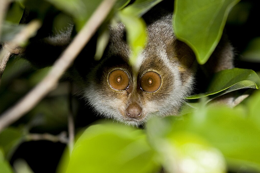 Primata de grandes olhos entre folhagens.