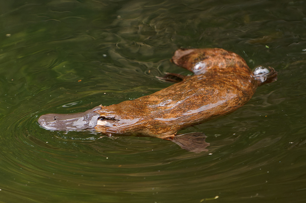 Um ornitorrinco nadando na &aacute;gua.