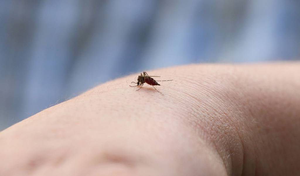 Mosquitos encontram pessoas para picar detectando raios infravermelhos