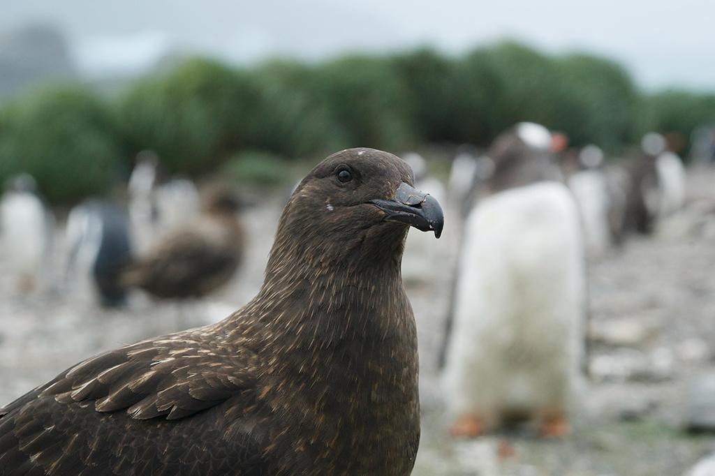Gripe aviária já é detectada em animais na Antártida