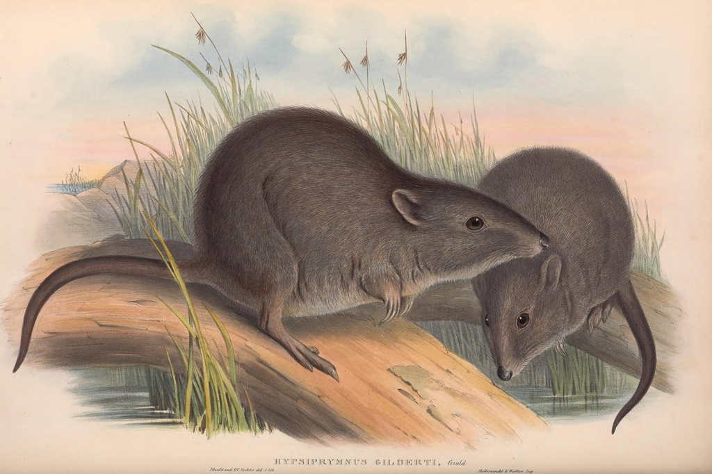 Marsupial que já foi considerado extinto é avistado na Austrália