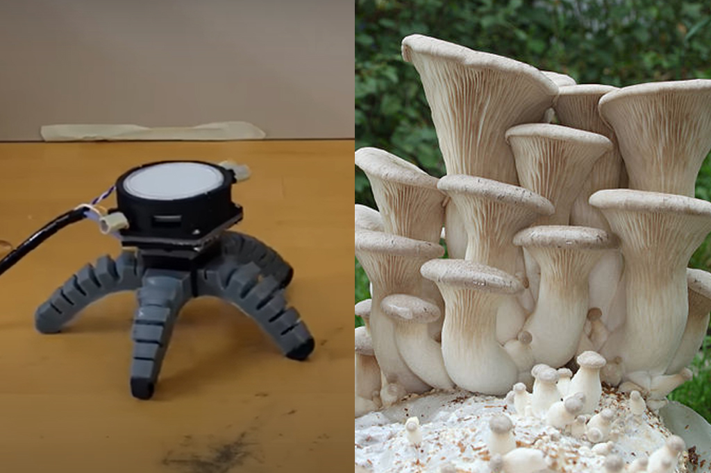 Esse robô é controlado por um cogumelo. Entenda como.