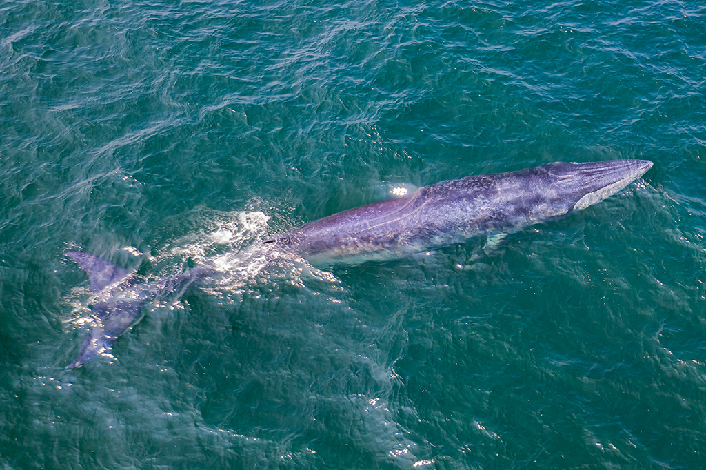 Som bizarro vindo do fundo do mar é explicado após 10 anos; ouça