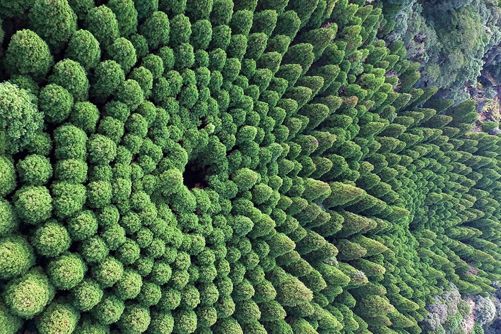 A curiosa floresta circular do Japão que nasceu de um experimento dos anos 1970
