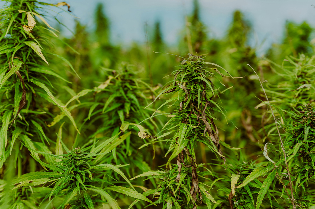 Canabidiol pode ser pesticida efetivo contra mosquitos