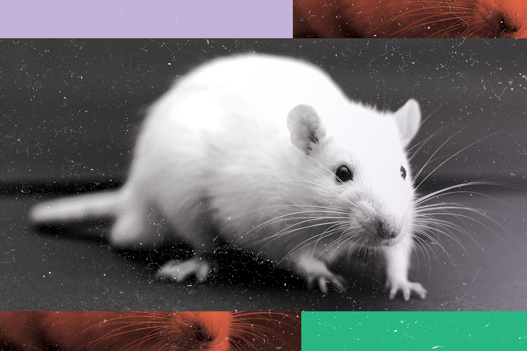 3 notícias sobre: o cérebro dos ratos