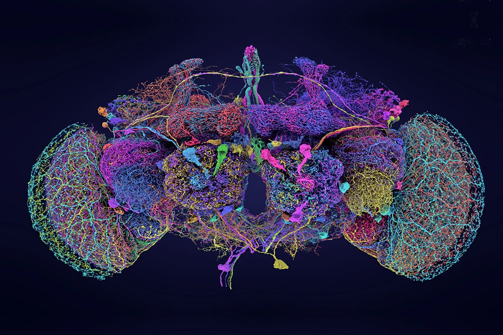 Cientistas revelam mapa cerebral completo da mosca da fruta. Entenda por que isso é importante.