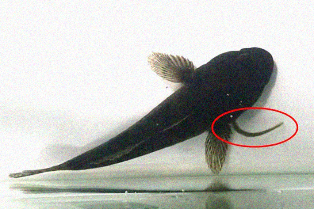 Vídeo mostra momento que enguia escapa do estômago de predador; assista