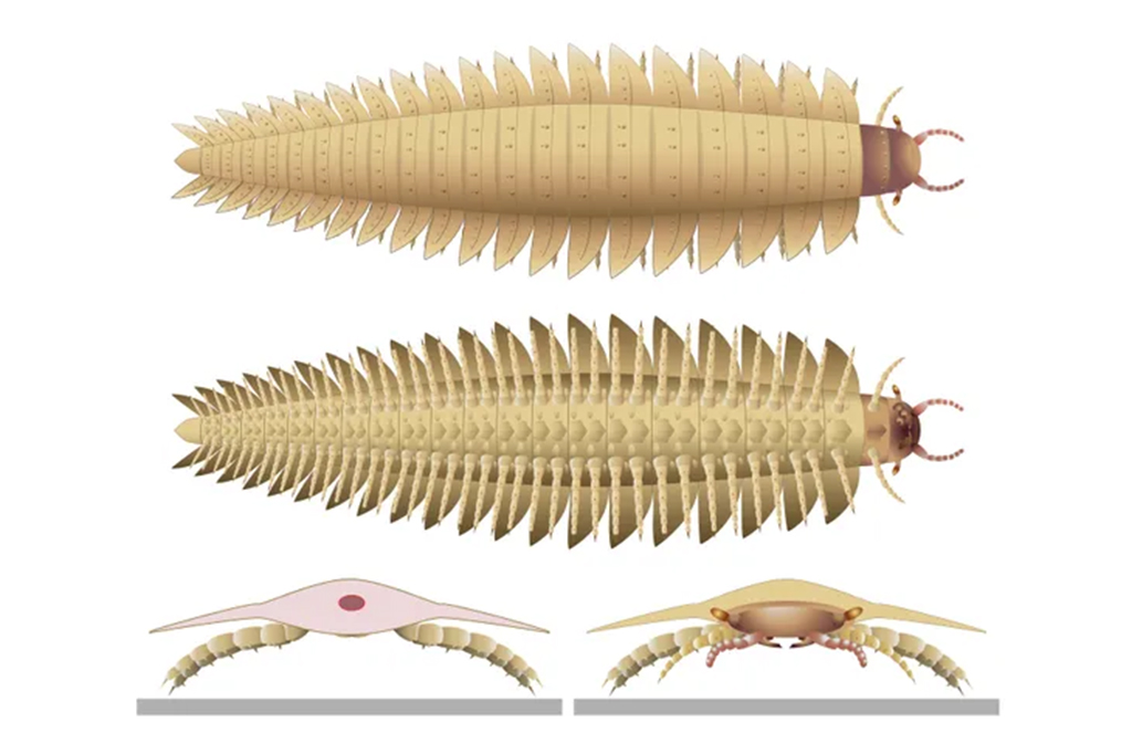 Fósseis revelam a aparência do Arthropleura, artrópode do tamanho de um sofá