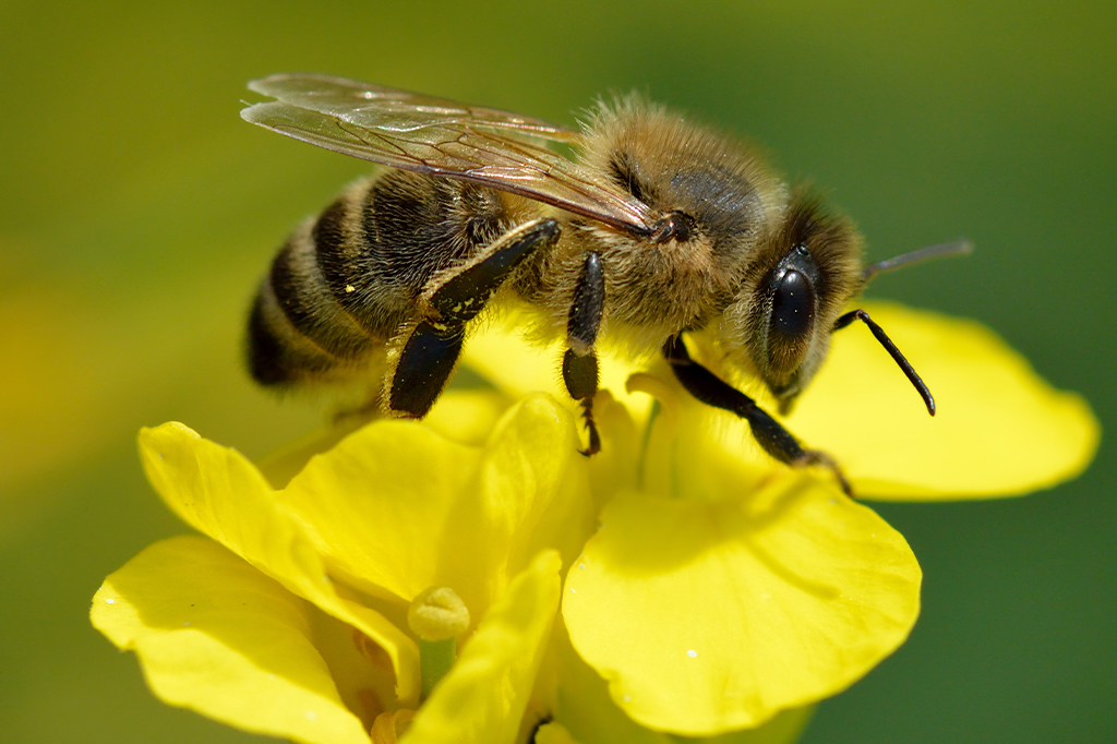 Foto da Abelha-europeia em uma flor amarela.