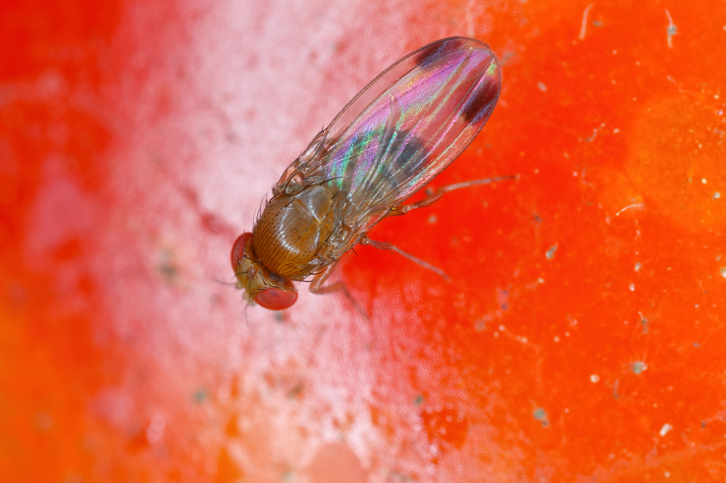 Uma Drosophila suzukii em um tomate.