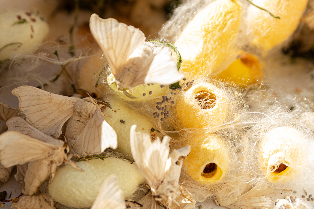 Bichos de seda saindo do casulos.