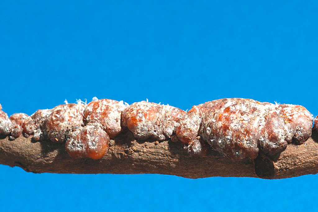 Foto da Kerria lacca em um galho.