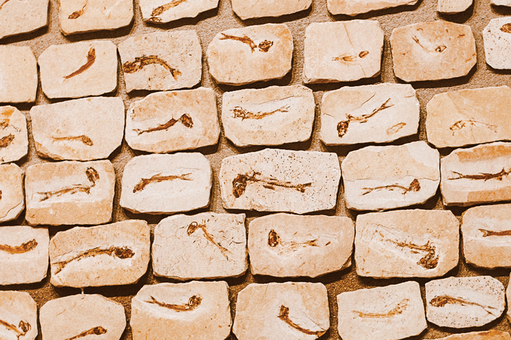 Como o Brasil se tornou referência na repatriação de fósseis contrabandeados